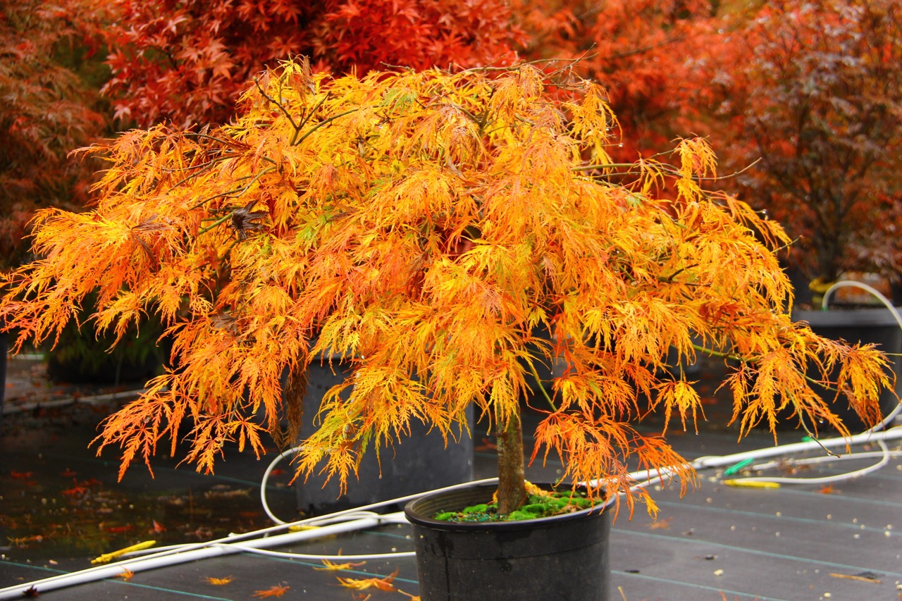 Acer palmatum Waterfall laceleaf green fall color
