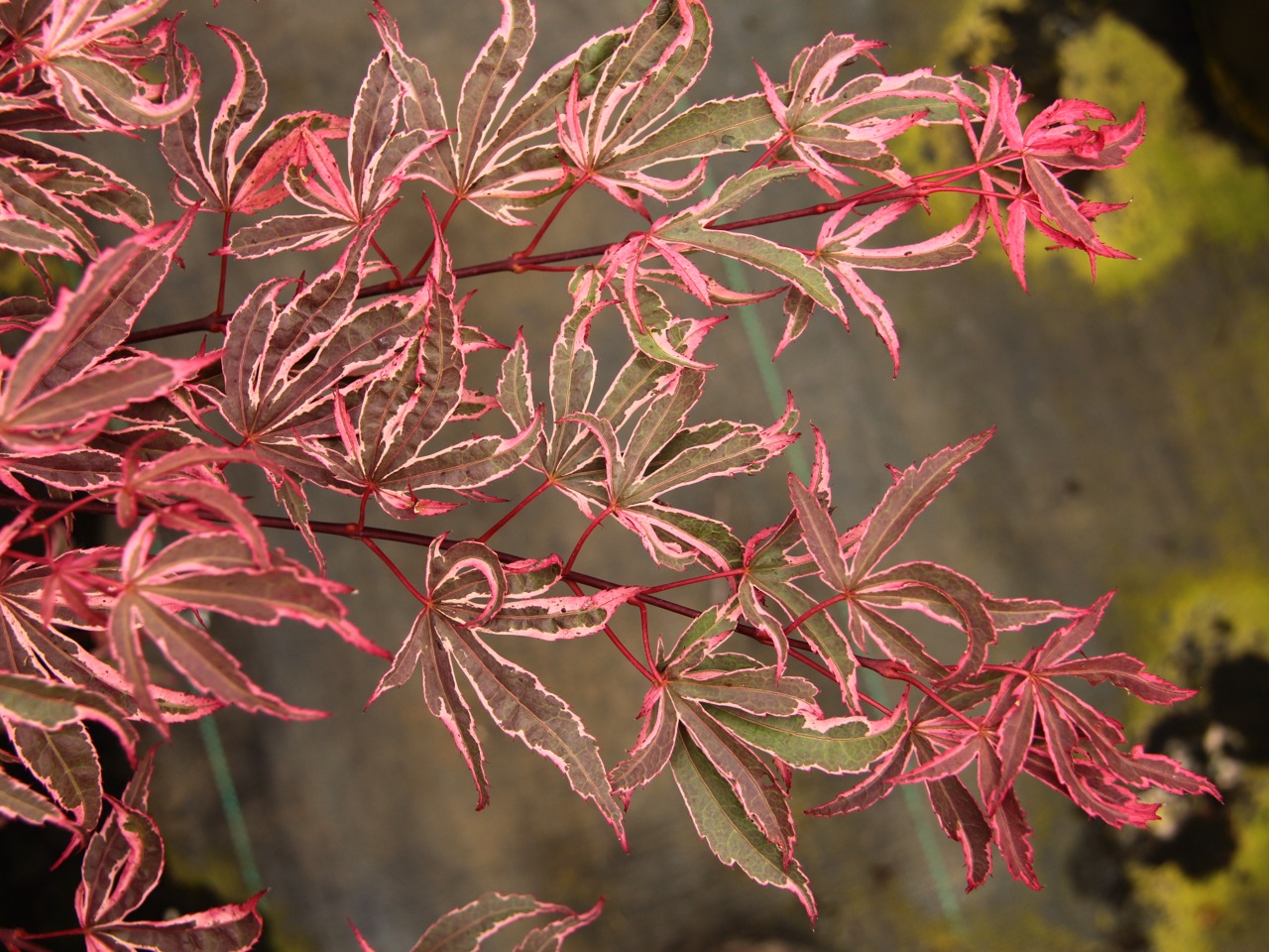Acer palmatum Geisha Gone Wild Japanese maple broadleaf multicolor intermediate