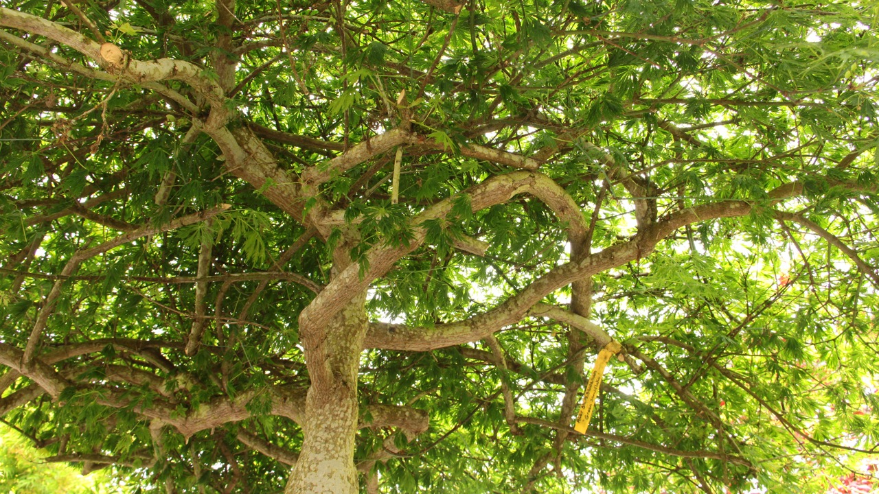Acer shirasawanum Green Snowflake laceleaf green fall color
