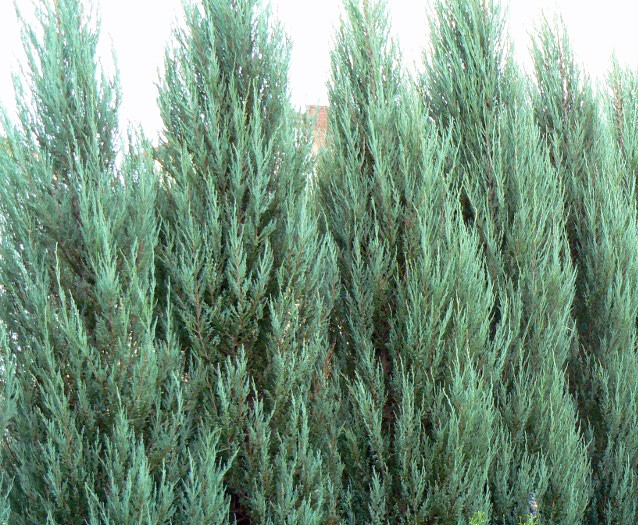 Juniperus scopulorum Blue Arrow evergreen blue
