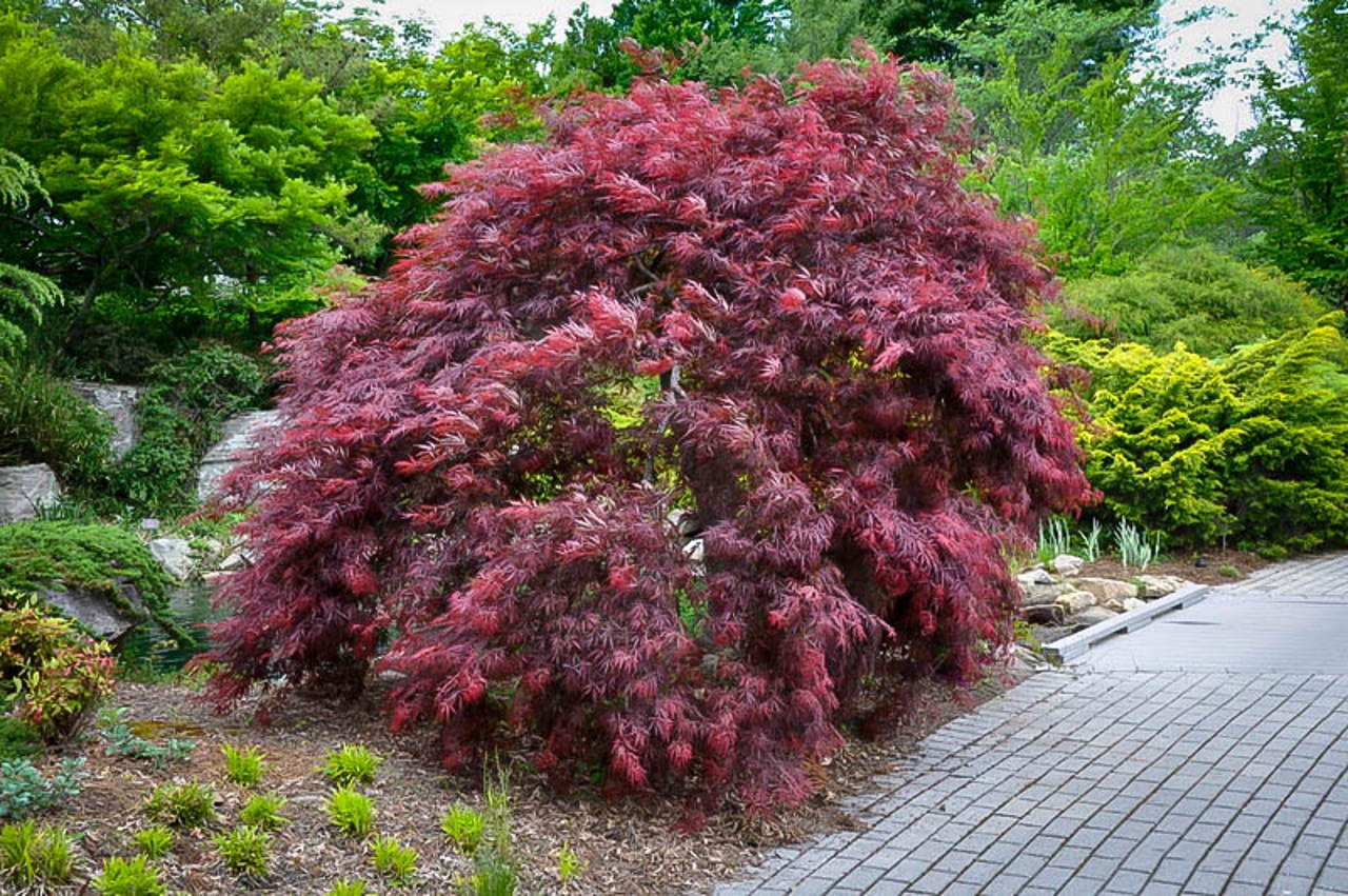 Acer palmatum Inabe shidare laceleaf red burgundy
