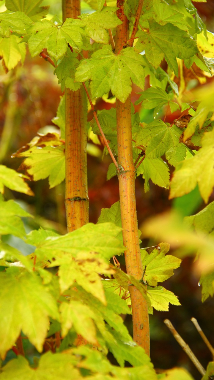 Acer-circinatum-Pacific-Fire-vine-maple-coral-bark-red-twig

