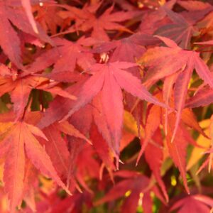 Acer palmatum ‘Arakawa’