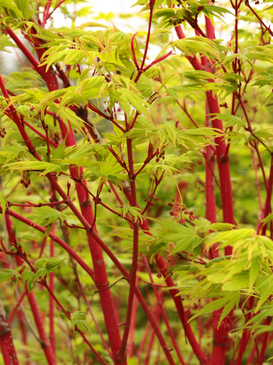 Acer-palmatum-sango-kaku-Japanese-maple-coral-bark-winter-color