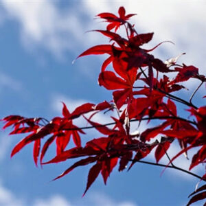 bloodgood japanese maple shade