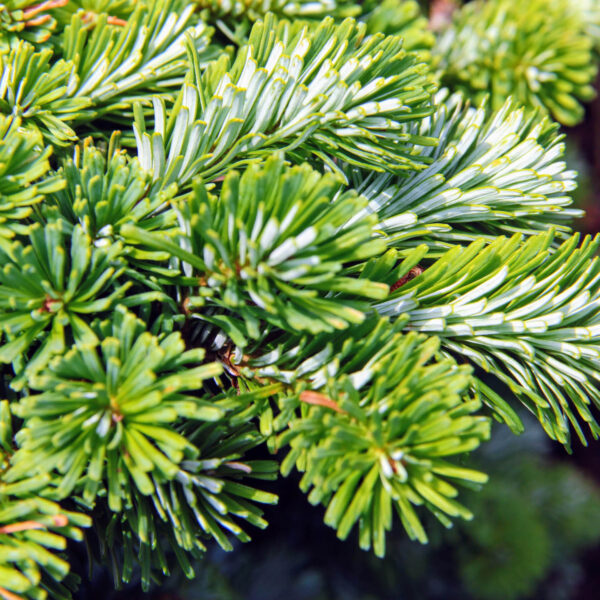 Abies veitchii 'Heddergott' Veitch Fir