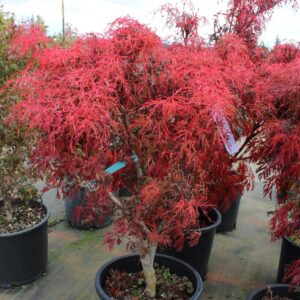 Acer japonicum ‘Gossamer’ Full Moon Maple
