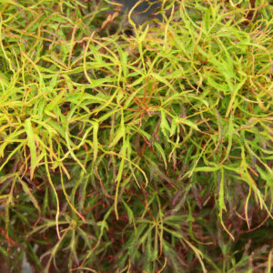 Acer japonicum 'Gossamer'