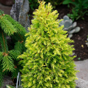 juniperus communis gold cone