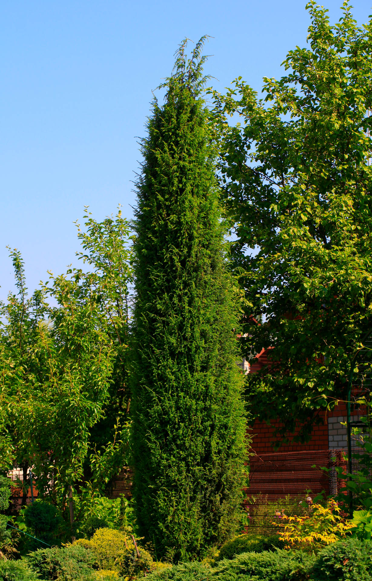 juniperus virginiana taylor