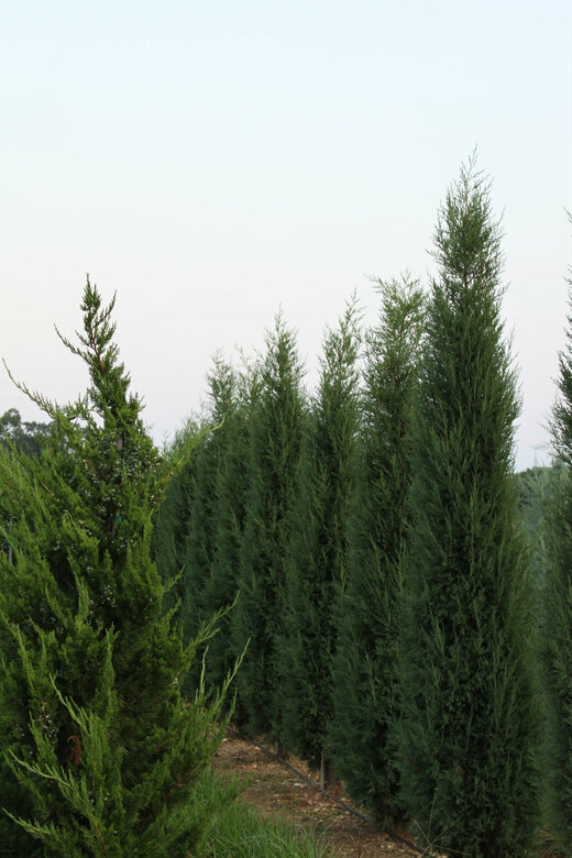 juniperus virginiana taylor