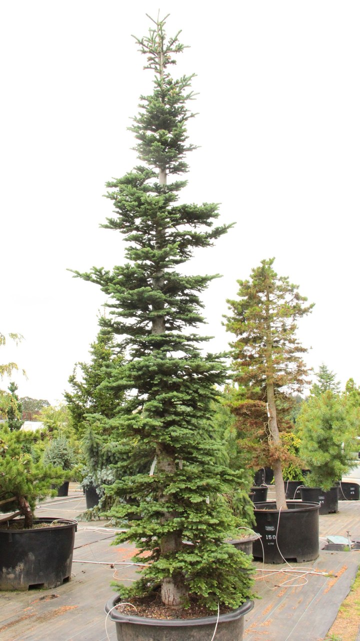 Congested growth on this upright fir has a nice bluish-green color. Short side branches emerge from a thick, central leader, giving a tail-like appearance to the branches radiating from the trunk.