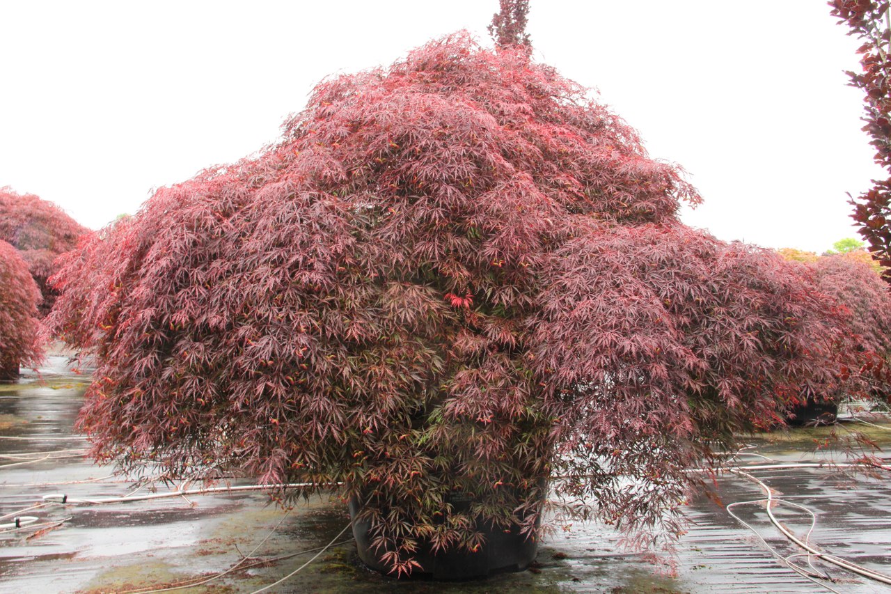 The rich, purple-red leaves of this laceleaf Japanese maple boast a deeper color than other reds and retain it throughout summer without going bronze. In fall, the leaves turn crimson to match the striking red leaf stalks. The very large leaves, less fine