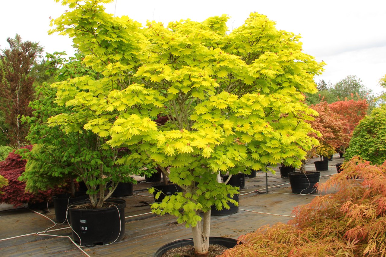 The foliage of this prized Full Moon maple virtually glows throughout the season. Especially in a site with filted light, the fan-shaped leaves emerge bright yellow in spring, then gradually soften to yellow-green, a color that holds all summer. In fall,