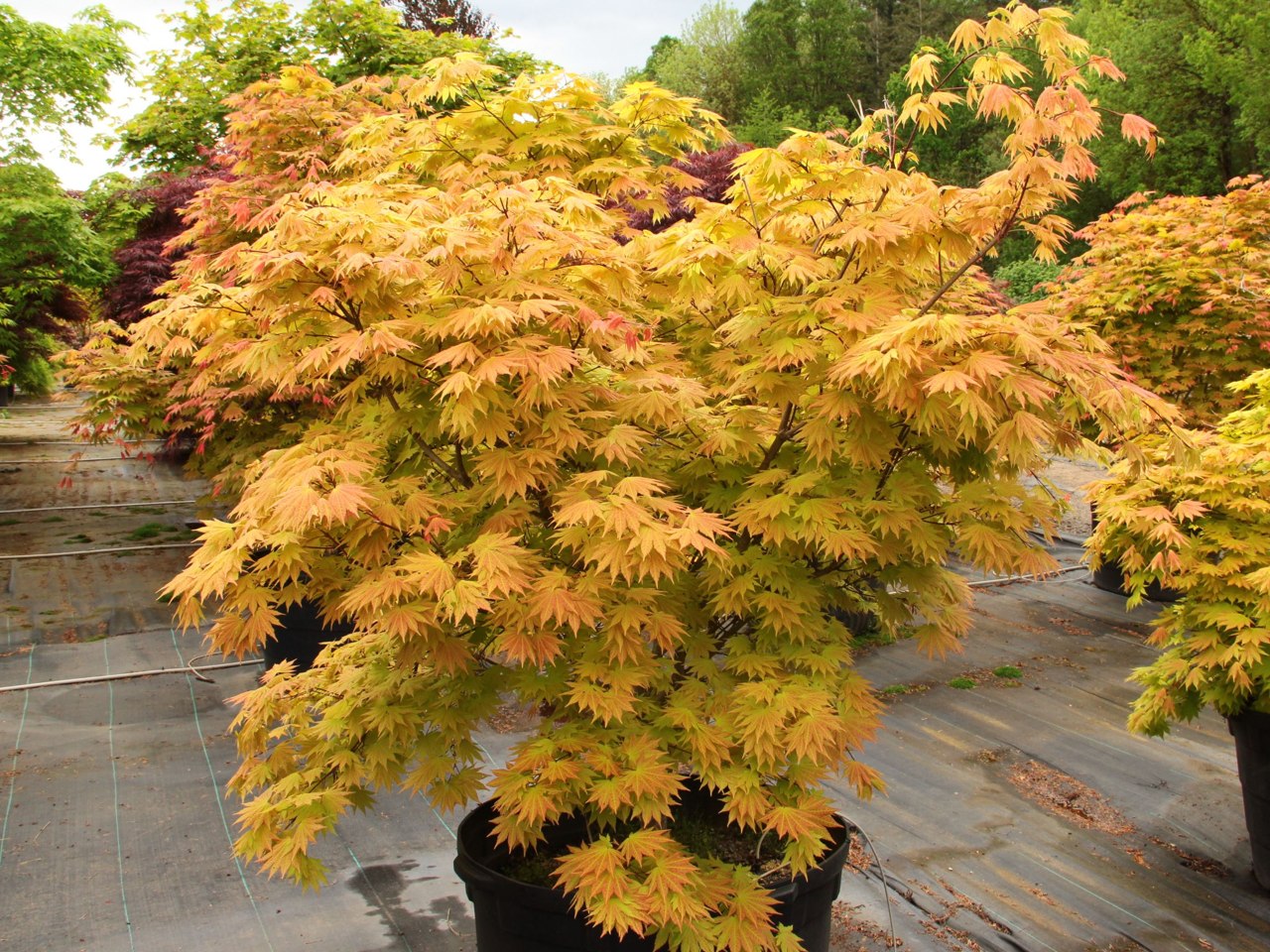 Vigorous, versatile and unbelievably easy to grow, this small, dramatic Full Moon maple boasts orange-red highlights on yellow leaves. The unusual coloring, strongest in full sun, lasts from when leaves emerge in spring until they go rich orange-red in fa