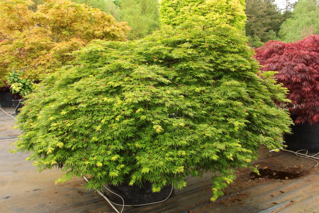 This unique, weeping Full Moon maple has tiny, lacy, light green leaves shaped like nearly circular snowflakes. Leaves develop orange margins in full sun and turn a blend of yellow and orange in fall. Thought to be a cross between palmatum and shirasawanu