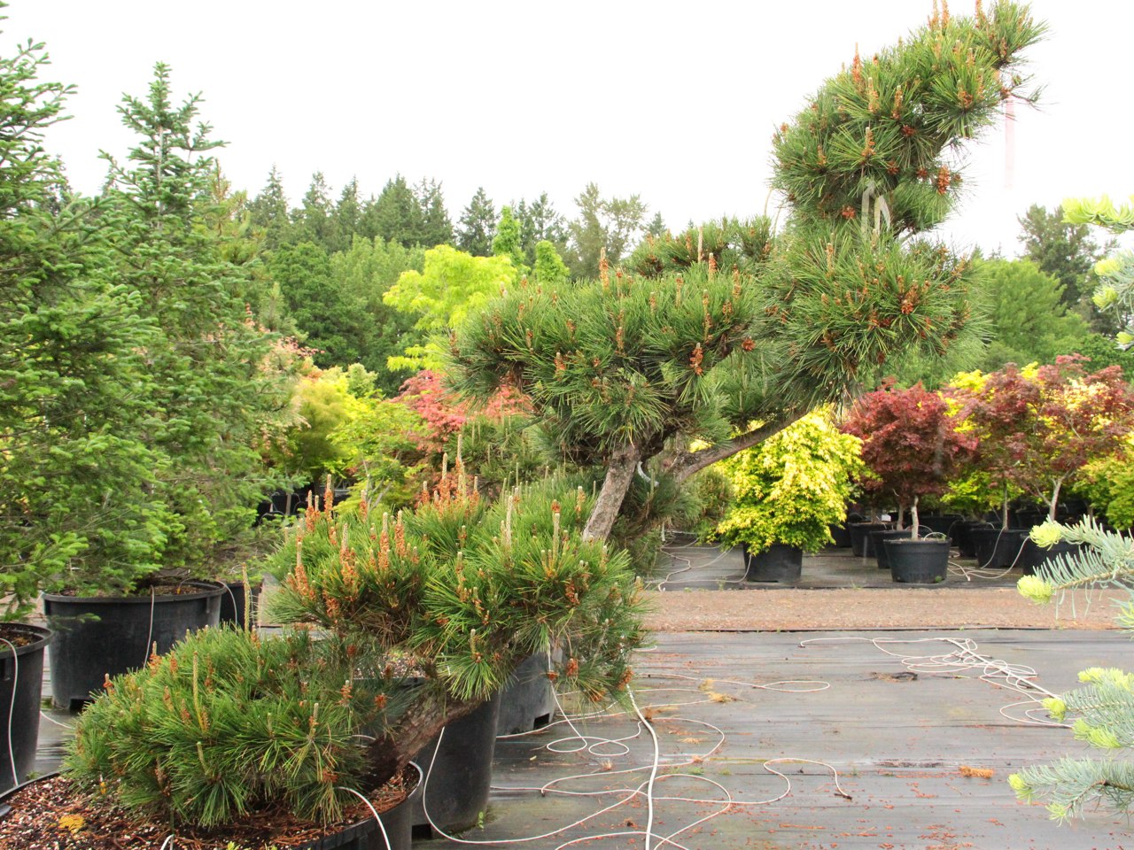 This irregular-growing species is iconic in Japanese gardens for its windswept habit and sculptural branching structure. The long dark-green needles and furrowed bark make for quite stunning specimens as they age.