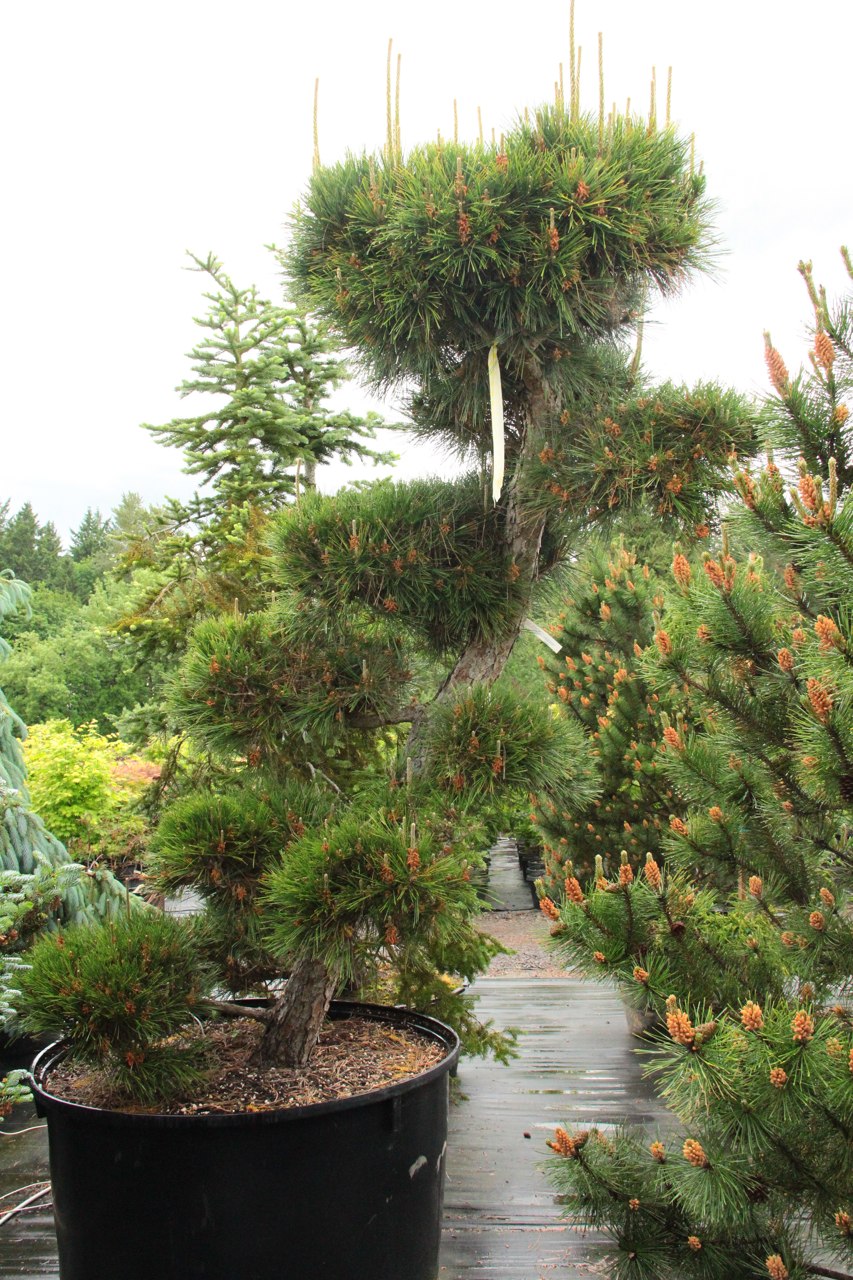 This irregular-growing species is iconic in Japanese gardens for its windswept habit and sculptural branching structure. The long dark-green needles and furrowed bark make for quite stunning specimens as they age.
