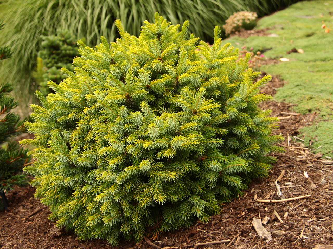 Picea omorika Peve Tijn evergreen conifer blue/green