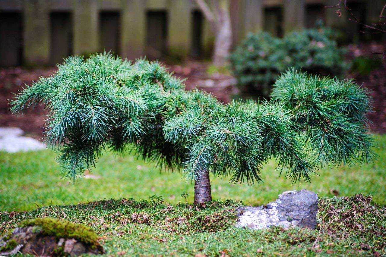 Cedrus libani Katere conifer needles green shaggy miniature