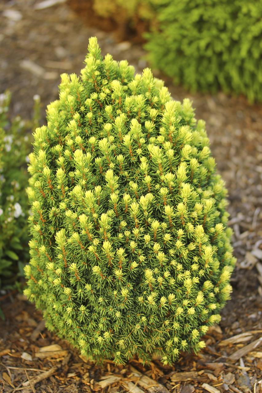 Picea glauca Pixie Dust conifer green tufts conical upright