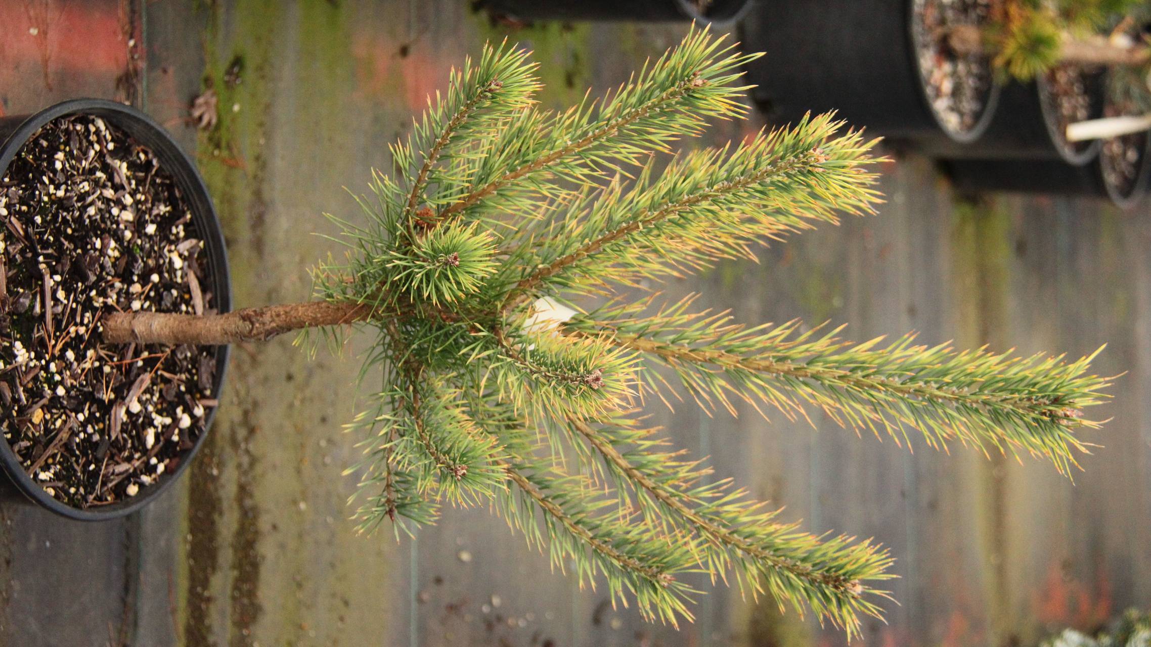 Pinus sylvestris Brentmoor Blonde conifer evergreen yellow