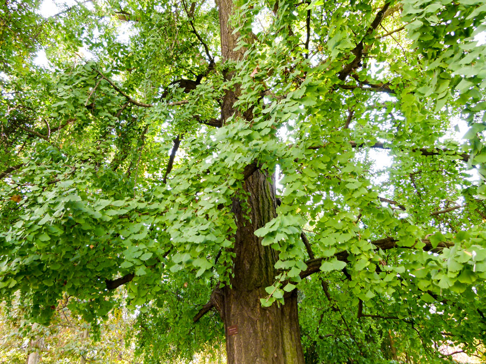 Ginkgo biloba tree green fan-shaped broadleaves