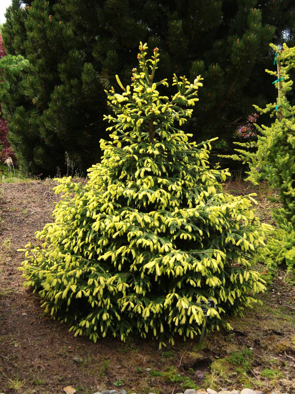 Picea abies Perry's Gold conifer evergreen yellow gold