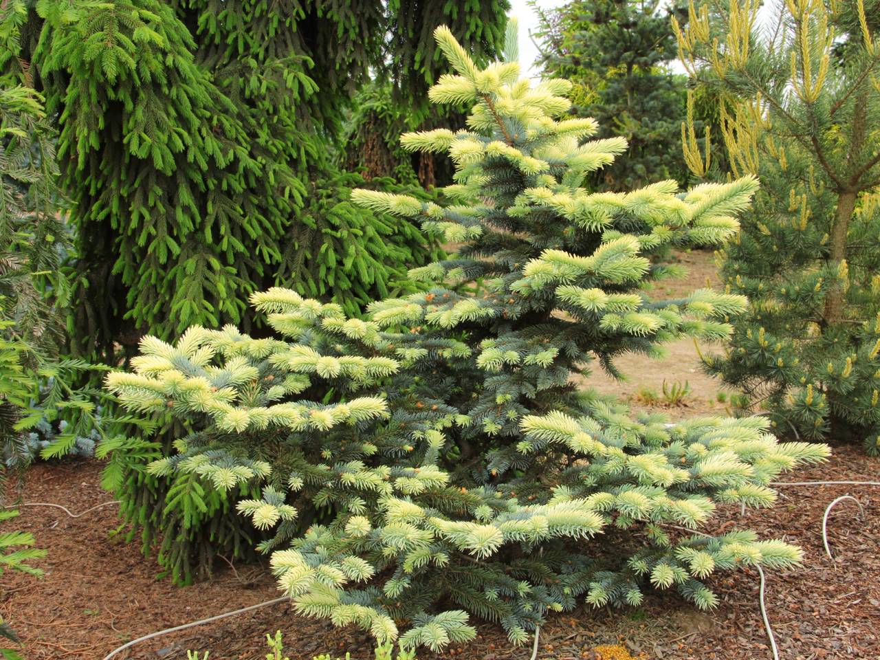 Picea pungens Bialobok yellow conifer evergreen