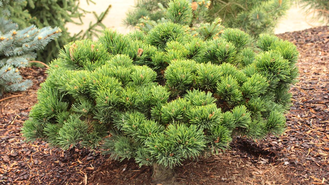 Pinus mugo Jakobsen conifer green miniature