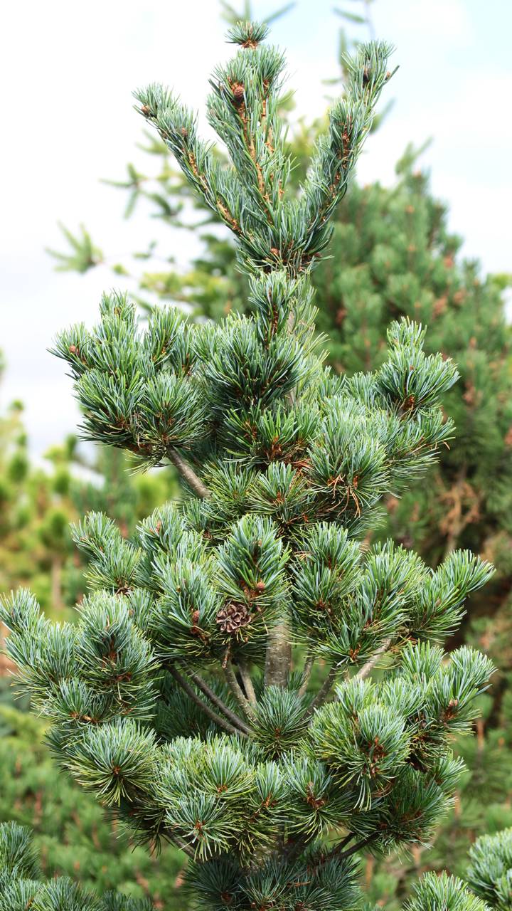 Pinus parviflora Aoi conifer blue silver needles red cones upright structural