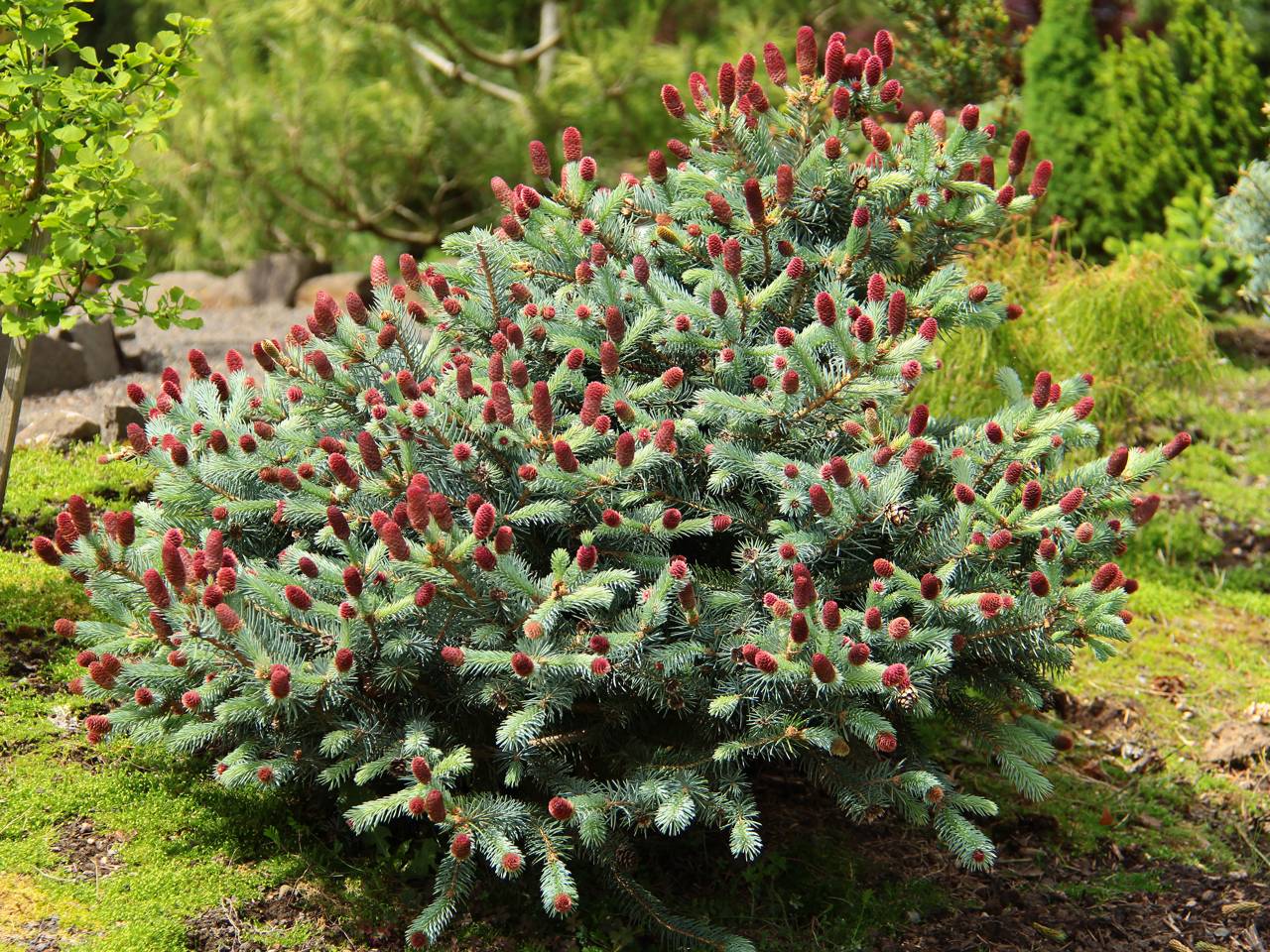 Picea pungens Ruby Teardrops Colorado Spruce conifer evergreen red cones