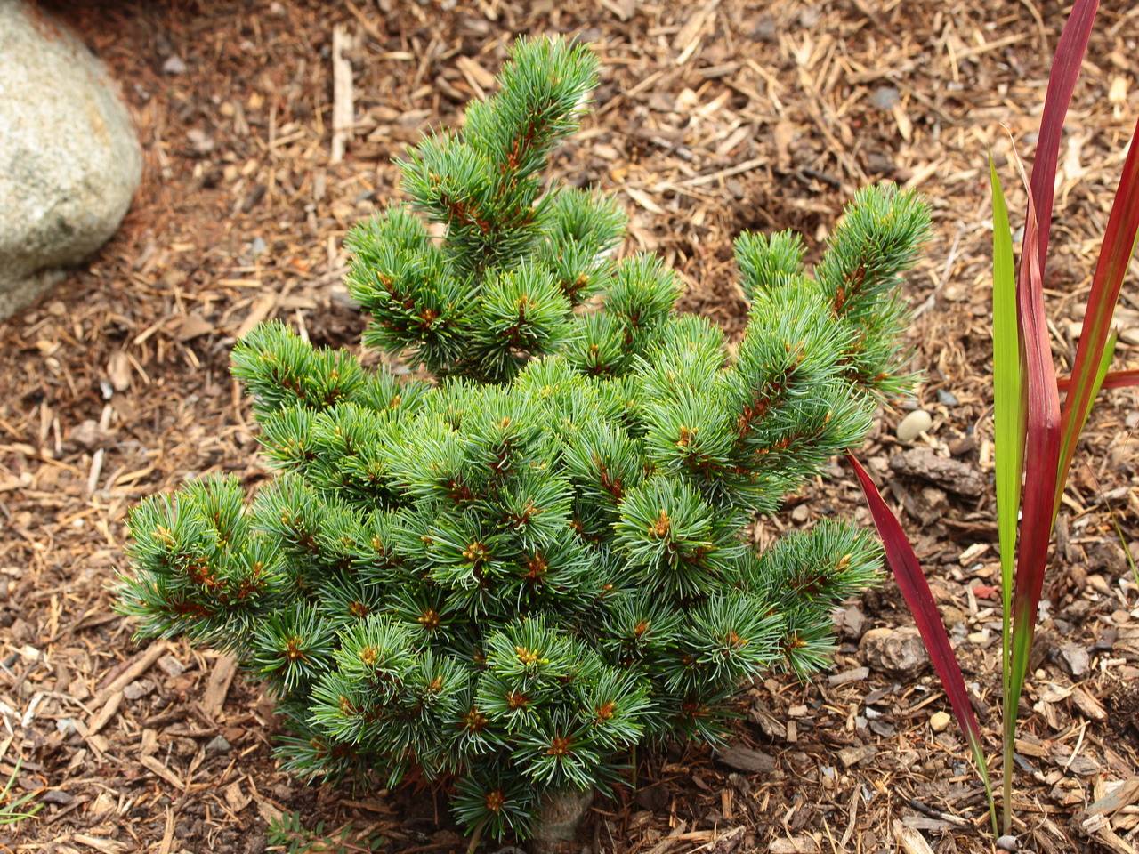 Pinus parviflora Catherine Elizabeth conifer blue green mounding  compact upright 
