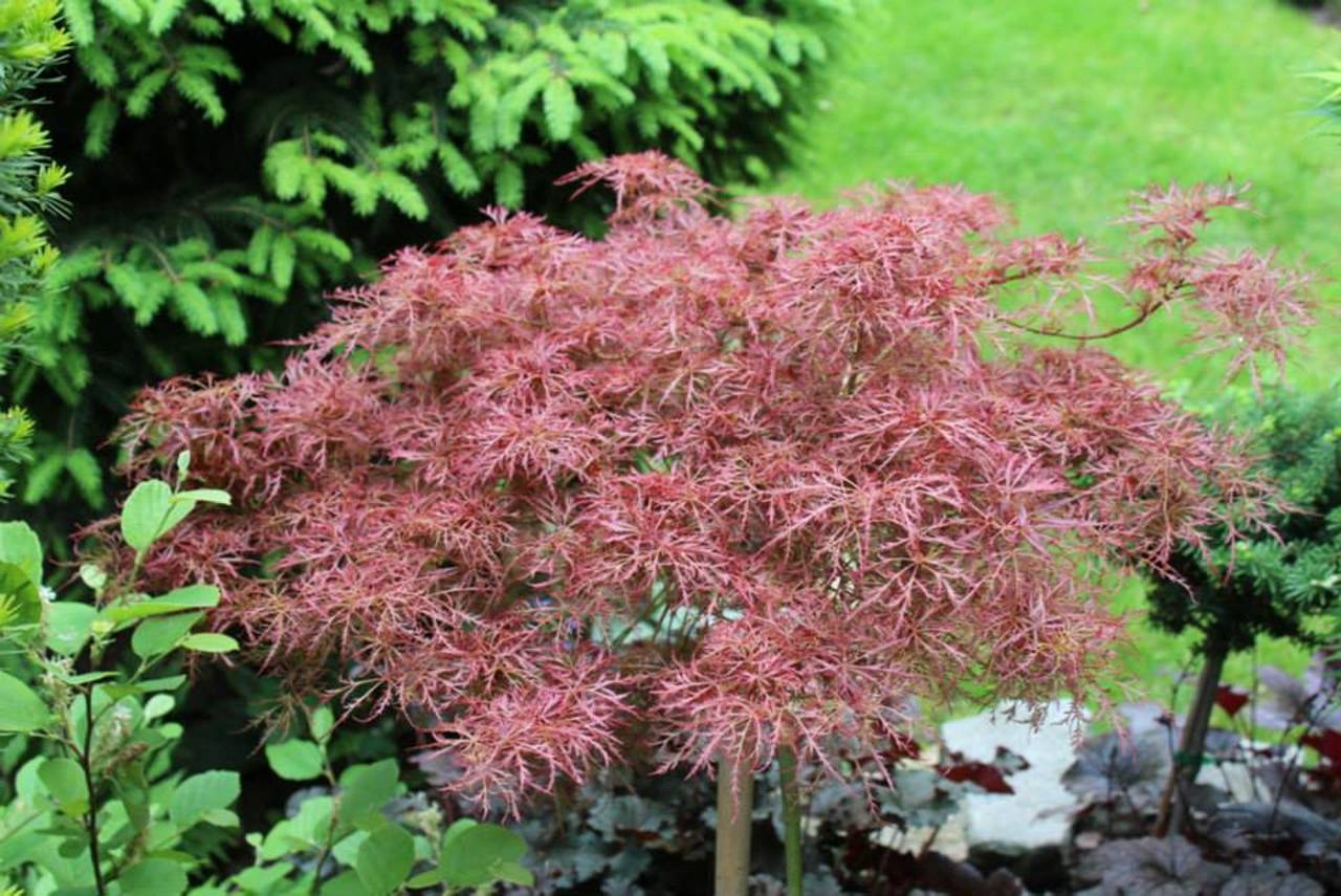 Acer palmatum Baby Lace Japanese maple laceleaf color red 