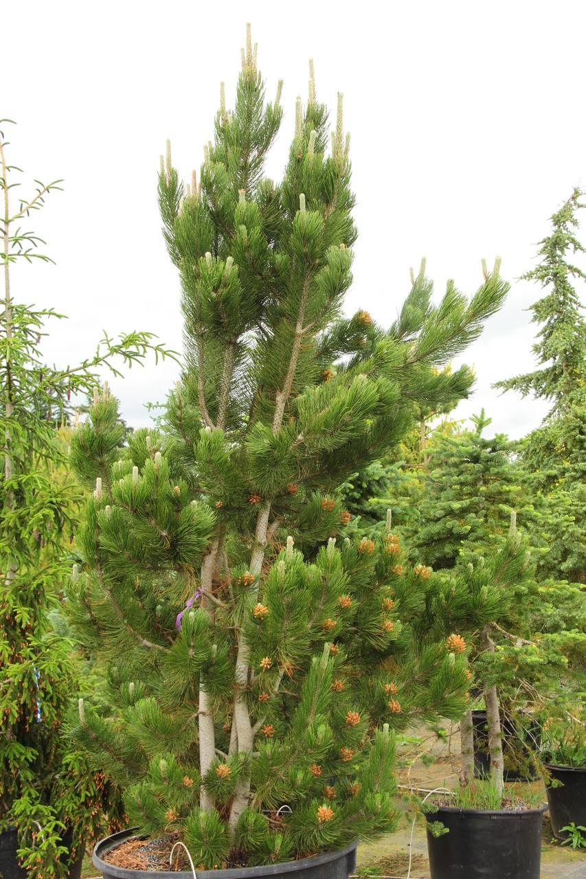 Pinus heldreichii leucodermis Satellit evergreen conifer green