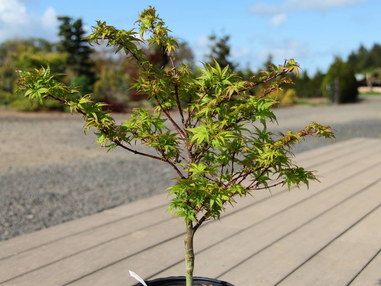Acer palmatum Sharp's Pygmy Japanese maple leaves tiny whimsical open