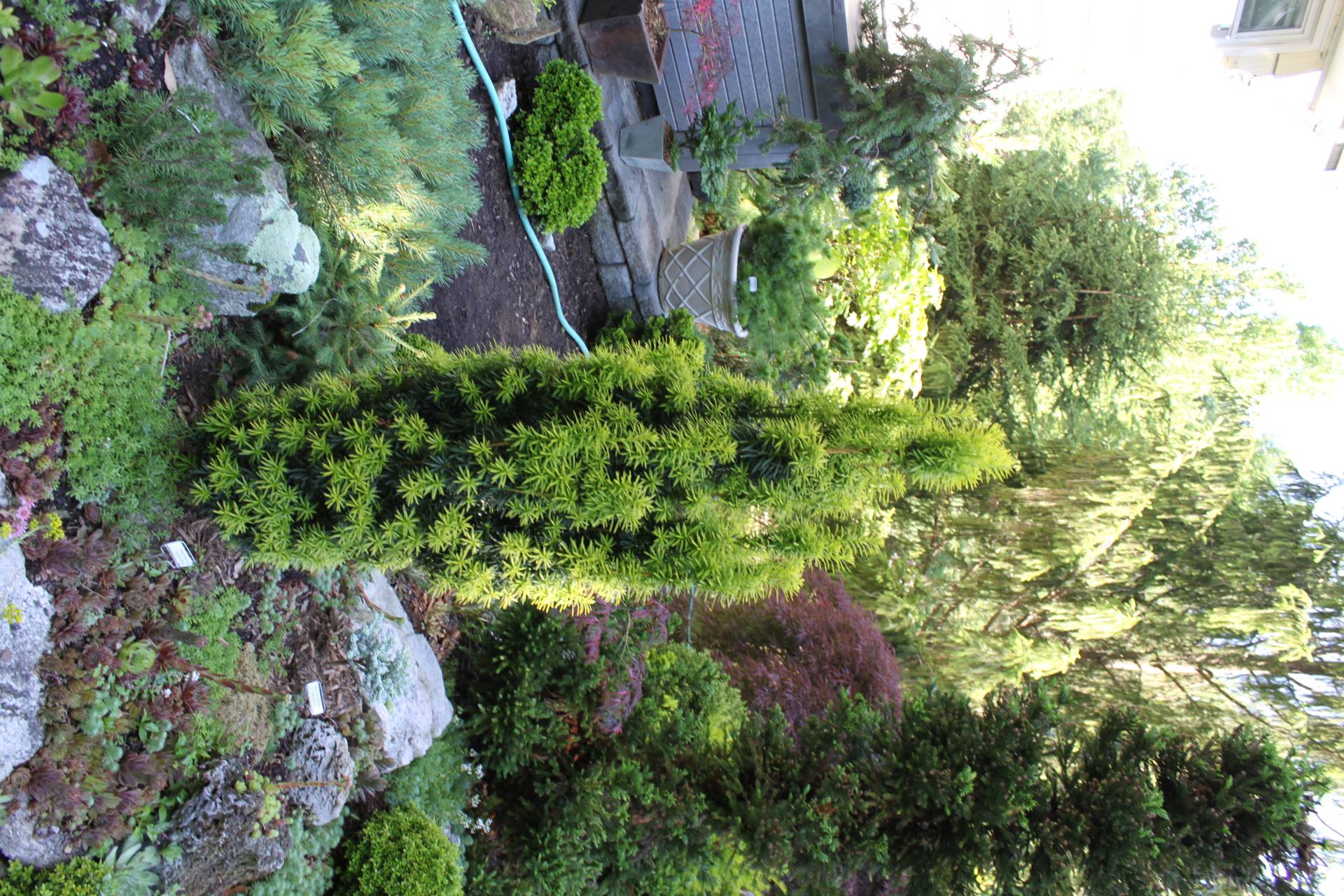 Taxus baccata Silver Spire conifer green gold silver variegated needles