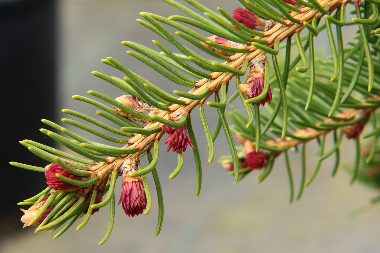 Picea abies Rubra spicata evergreen conifer green red tufts