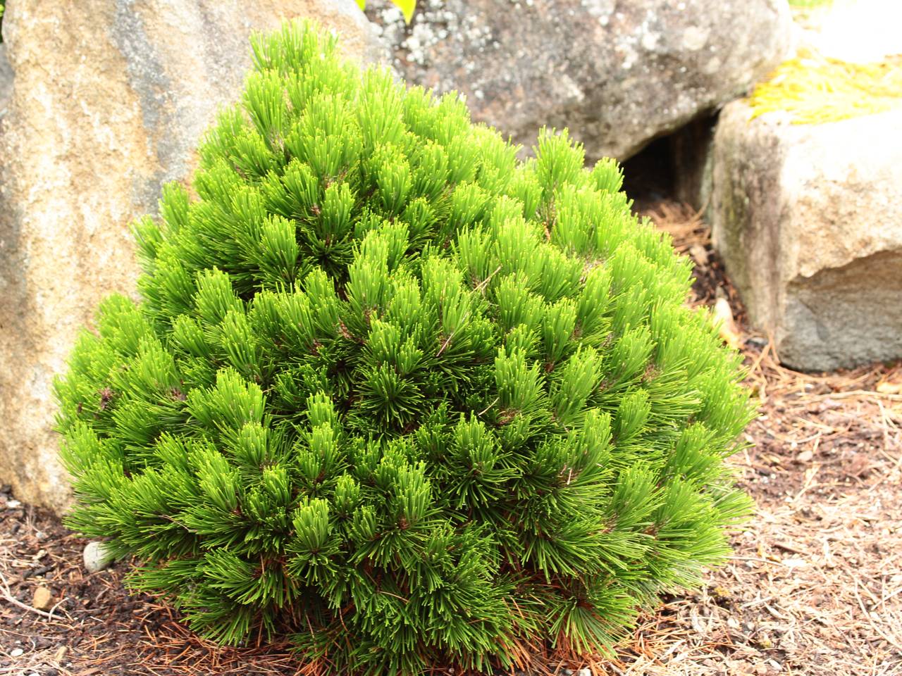 Pinus heldreichii (leucodermis) Smidtii evergreen conifer green