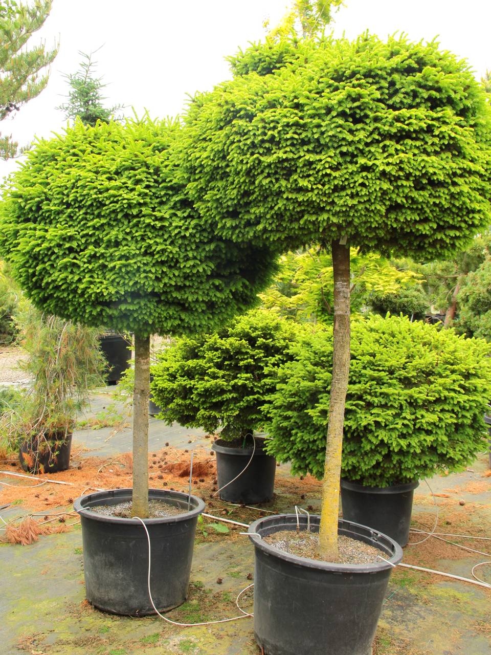 Picea abies Little Gem evergreen conifer pruning shape globular globe globose on a standard formal