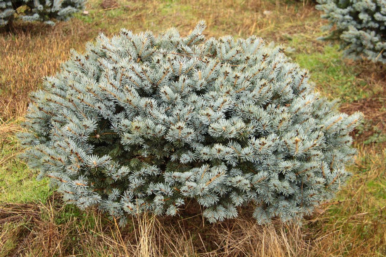 Picea pungens Glauca Globosa conifer grey blue mound needles dense