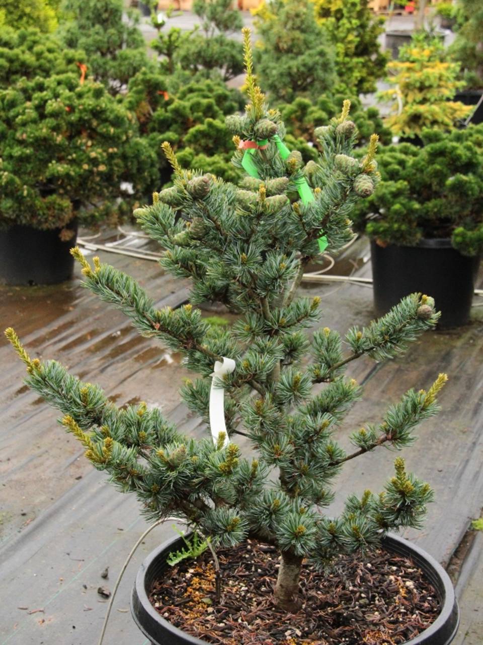 Pinus parviflora Koru conifer blue green needles recurve variegated pyramidal