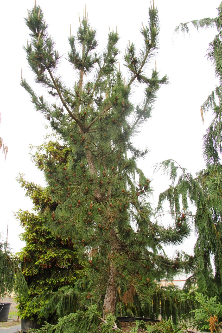 Pinus thunbergii Taihei conifer green structural soft needles cork bark 