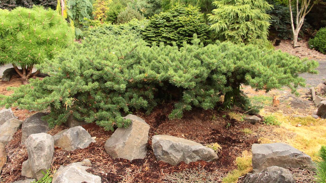 Pinus banksiana Schoodic conifers weeping prostrate green mounding