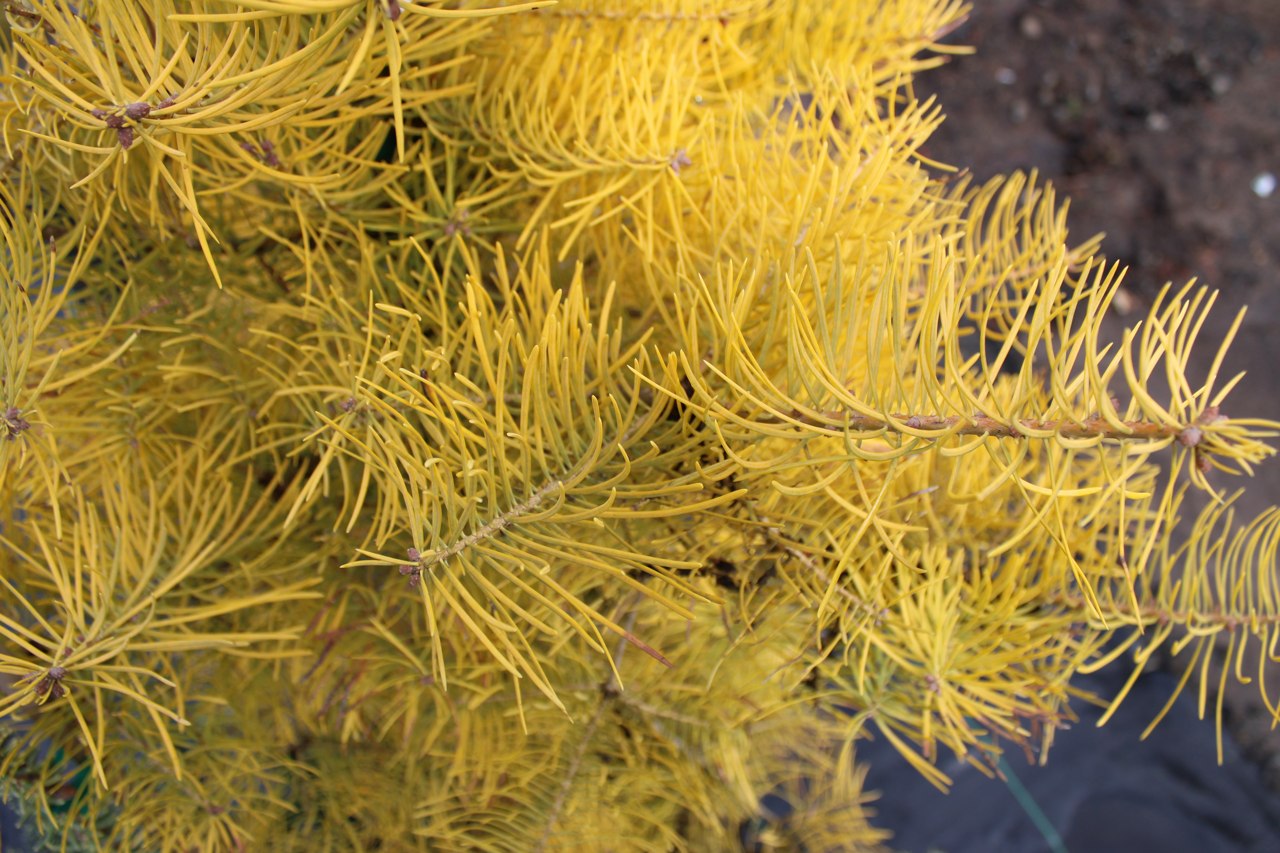 Abies concolor Wintergold fir conifer evergreen gold yellow pyramidal