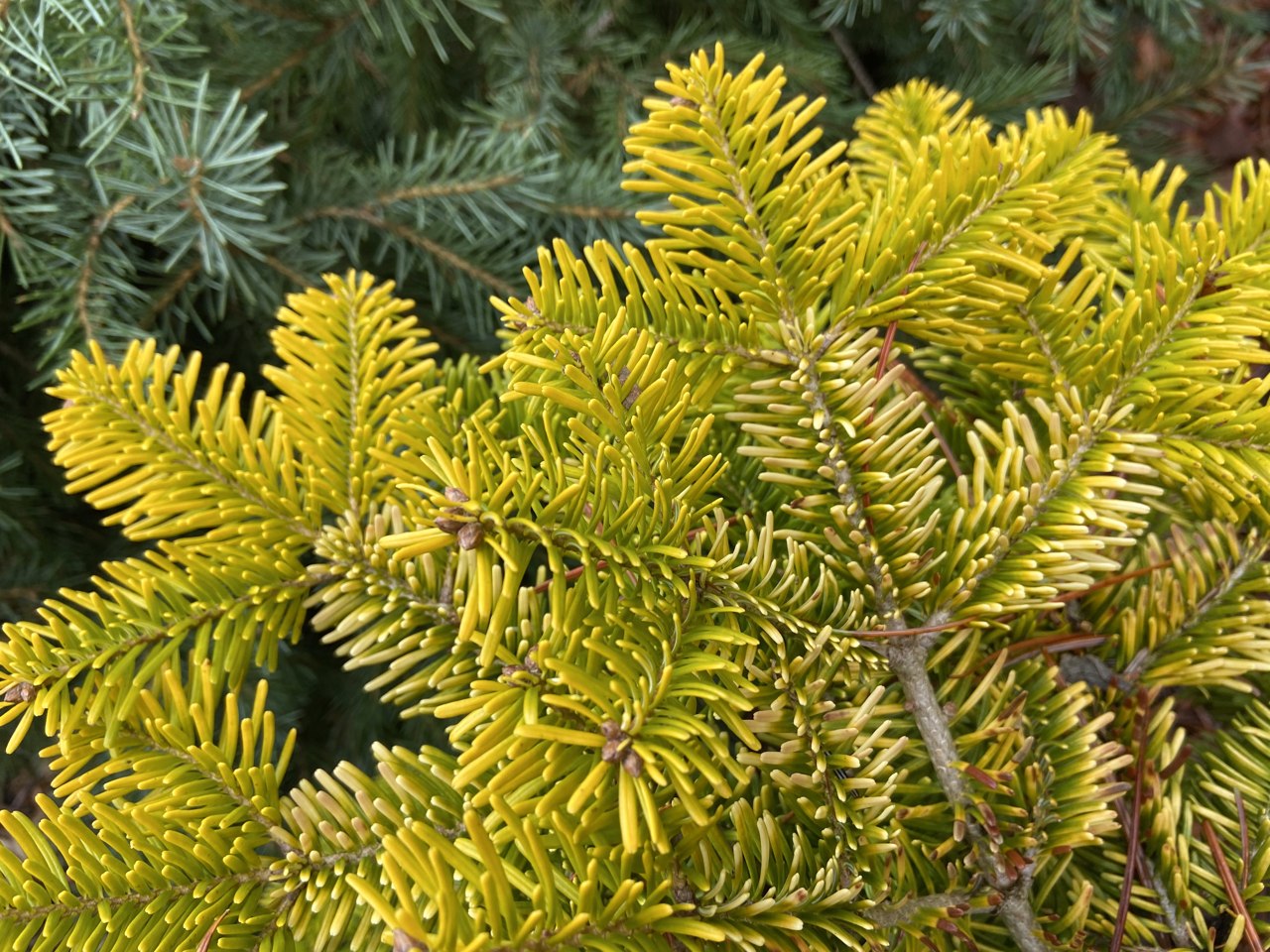 Abies nordmanniana Golden Spreader Nordmann fir dwarf squat conifer evergreen gold yellow