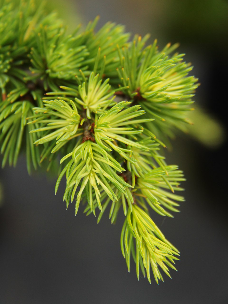 Cedrus atlantica Silberspitz Atlas cedar evergreen conifer silver blue green needles