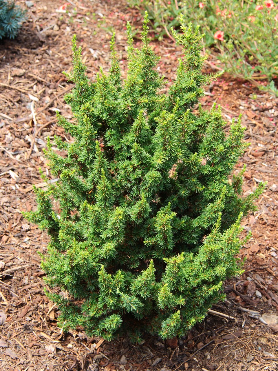 Cedrus brevifolia Kenwith Cyprus Cypriot cedar evergreen conifer gray green needles miniature irregular form