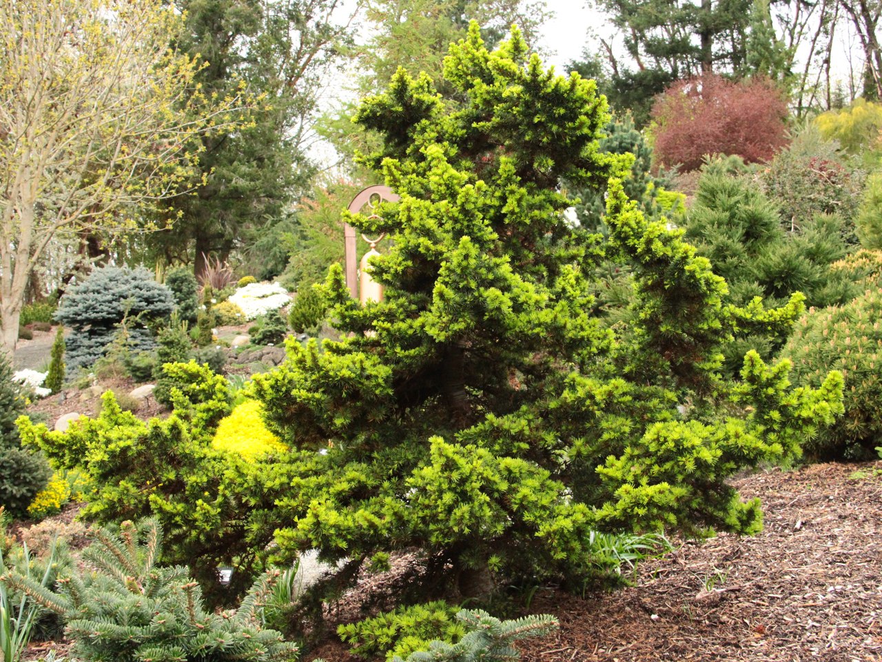 Cedrus libani Green Prince Cedar of Lebanon evergreen conifer dwarf green needles