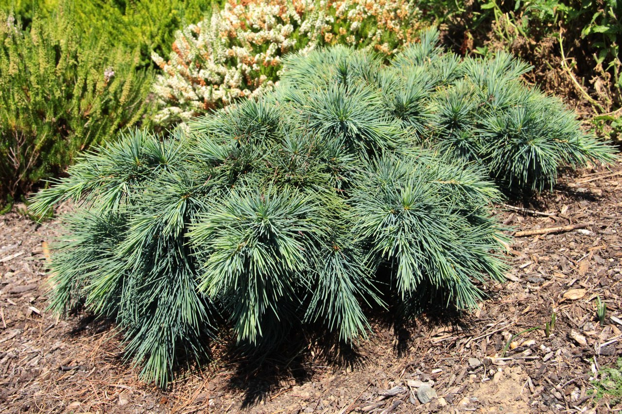 Cedrus libani Hedgehog Cedar of Lebanon evergreen conifer blue green needles miniature mounded